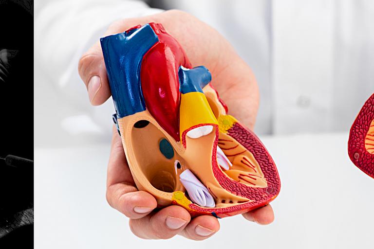 Bild von Werkzeugen während einer Herzoperation und ein Bild von einem Arzt, der auf ein Herzmodell zeigt