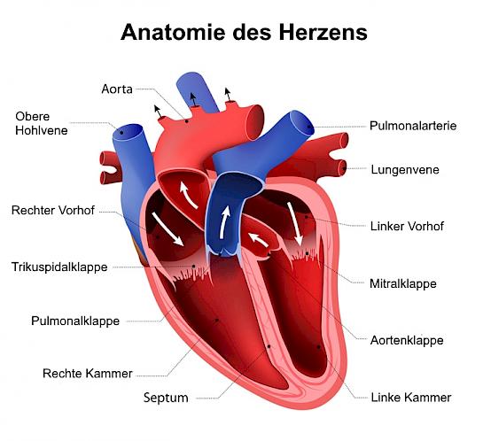 Anatomie des Herzens