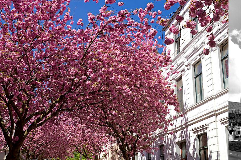 Bild einer Kirschblütenallee in der Bonner Altstadt und ein Bild des Parkhauses der Herzzentrums Bonn