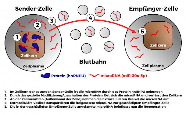 Schematische Darstellung der Forschungsergebnisse von Andreas Zietzer, Felix Jansen und Rabiul Hosen. Die drei Wissenschaftler des Herzzentrums am Uniklinikum Bonn haben die Bedeutung eines Proteins für die Kommunikation von Zellen erforscht und dabei einen Mechanismus entdeckt, wie sich diese Kommunikation durch das Regulieren eines bestimmten Proteins gezielt modifizieren lässt.