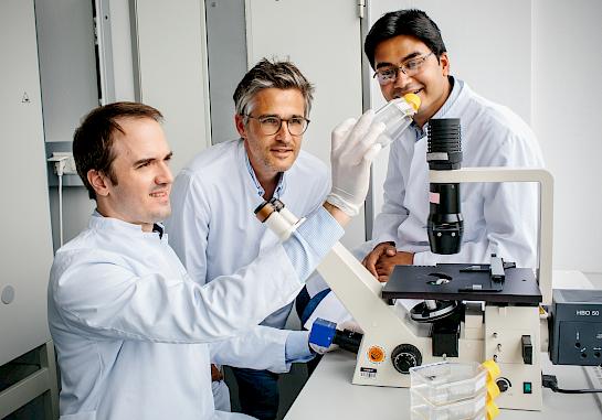 Andreas Zietzer (vorne), Felix Jansen (Mitte) und Rabiul Hosen (rechts) aufgenommen in einem Forschungslabor des Uniklinikums Bonn. Die drei Wissenschaftler des Herzzentrums am Uniklinikum Bonn haben die Bedeutung eines Proteins für die Kommunikation von Zellen erforscht und dabei einen Mechanismus entdeckt, wie sich diese Kommunikation durch das Regulieren eines bestimmten Proteins gezielt modifizieren lässt. Auf dem Foto sitzen die drei Wissenschaftler vor einem Lichtmikroskop und betrachten eine Zellkulturflasche.