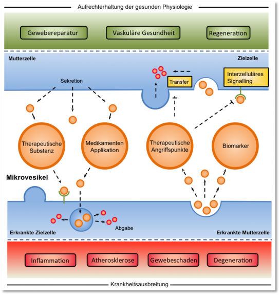 Schematische Darstellung